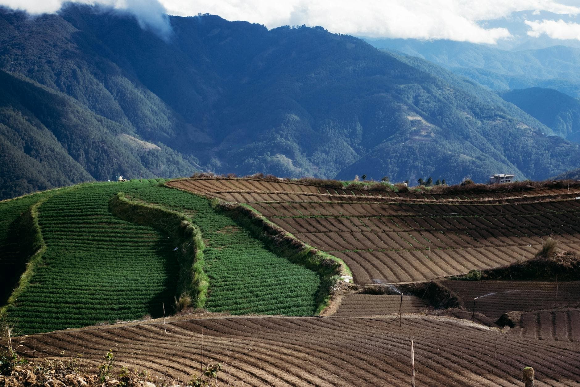 Mountain herb field at first light - the kind of Balkan terrain the Fazliu family has cultivated for three decades.