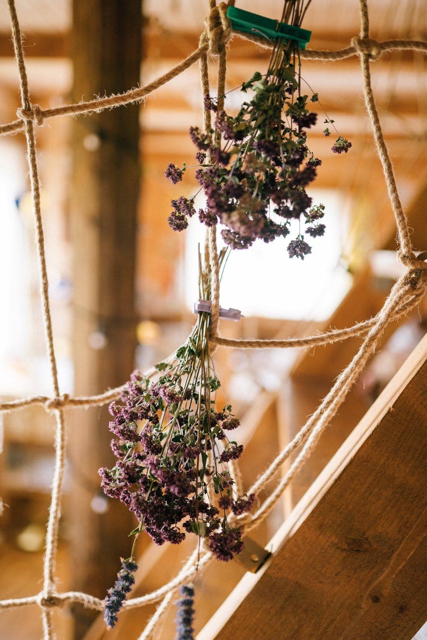 Fresh mint flowers hanging to dry on ropes, traditional Balkan herb preservation method