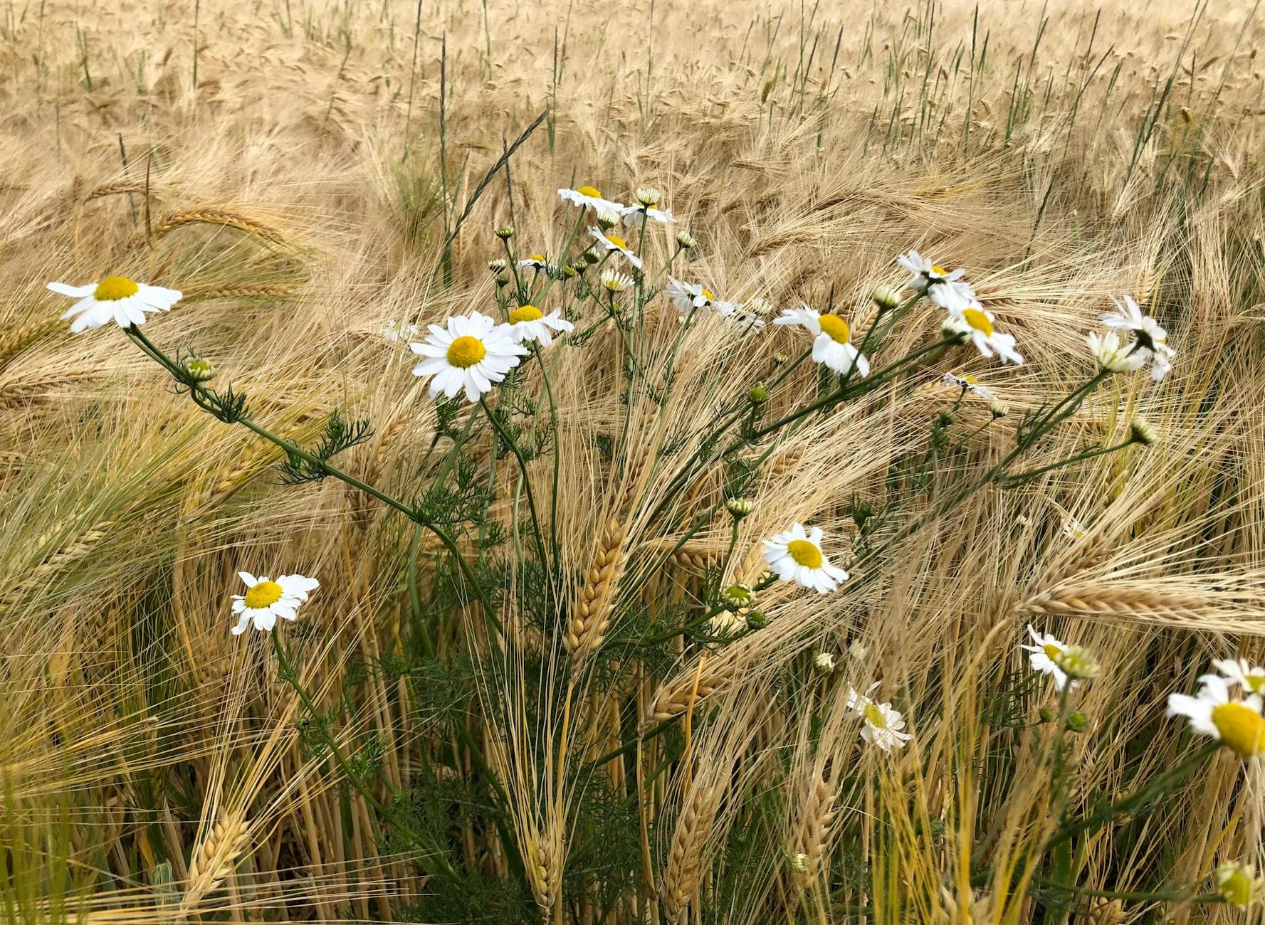 Chamomile flowers standing out against a lush wheat field, illustrating the mixed-crop biodiversity of Balkan agricultural land
