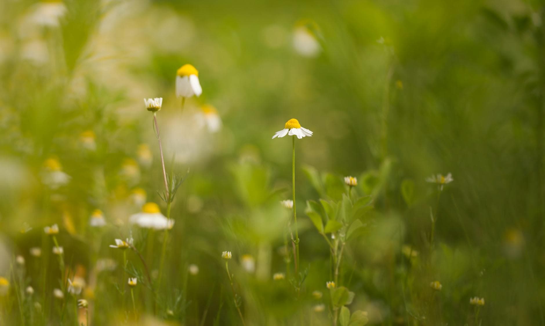 Blooming chamomile with white delicate petals surrounded by verdant fresh grass in a Balkan meadow