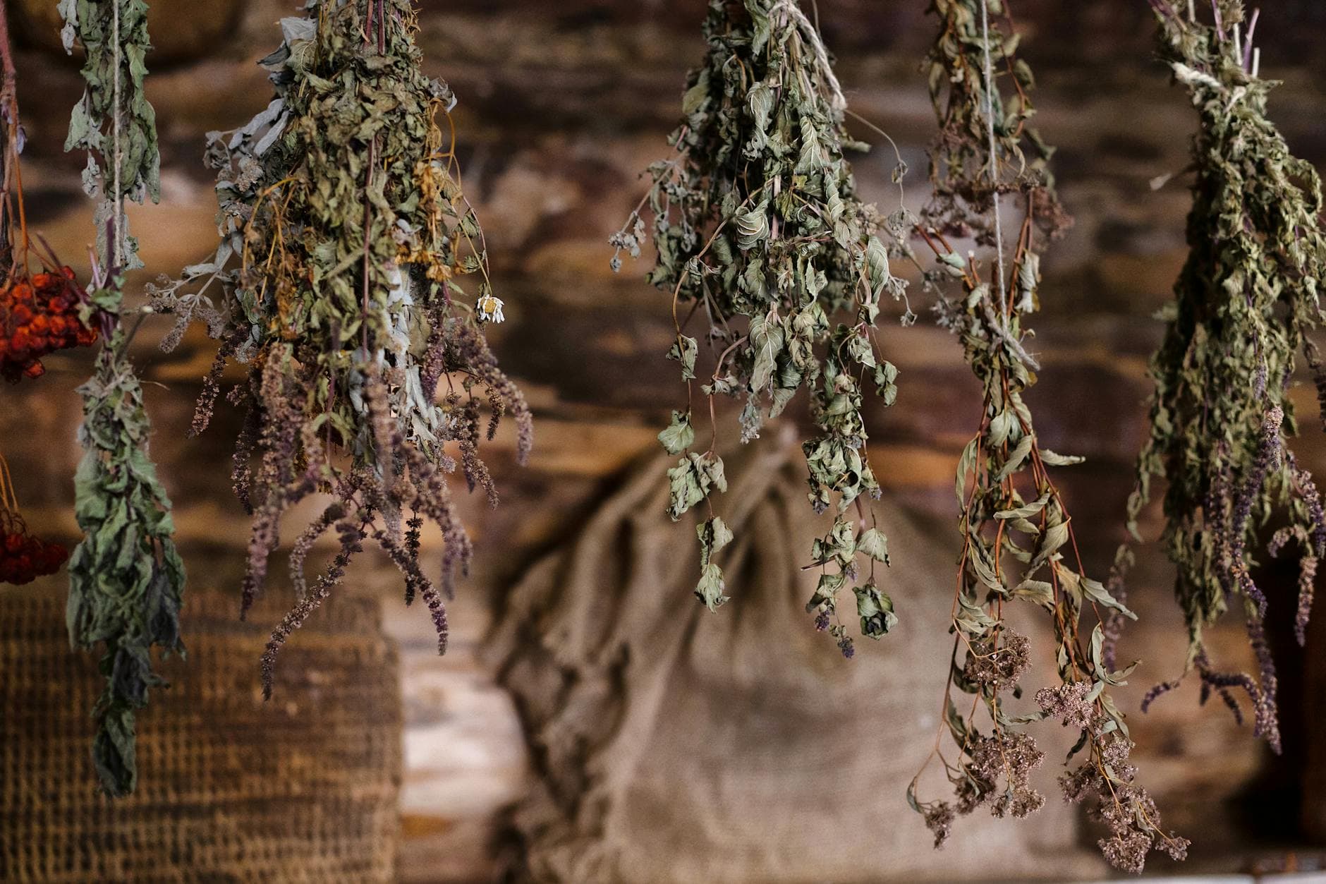 Dried herbs and flowers hanging on ropes in a rustic drying structure - the same shade-drying method our family has used since 1990