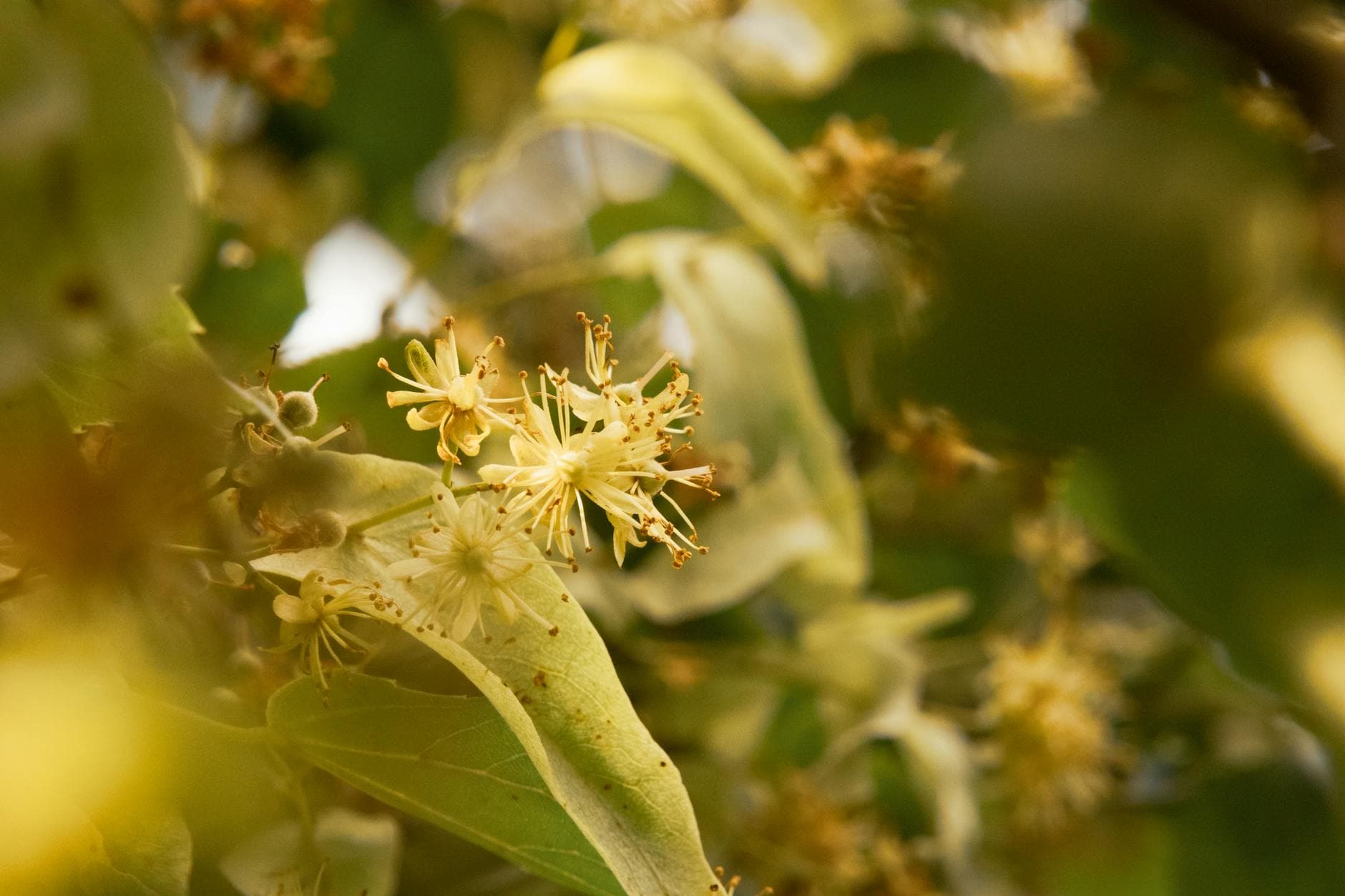 Linden flowers close-up in Latvia - similar to the Tilia cordata stands wild-harvested across Kosovo and North Macedonia valleys