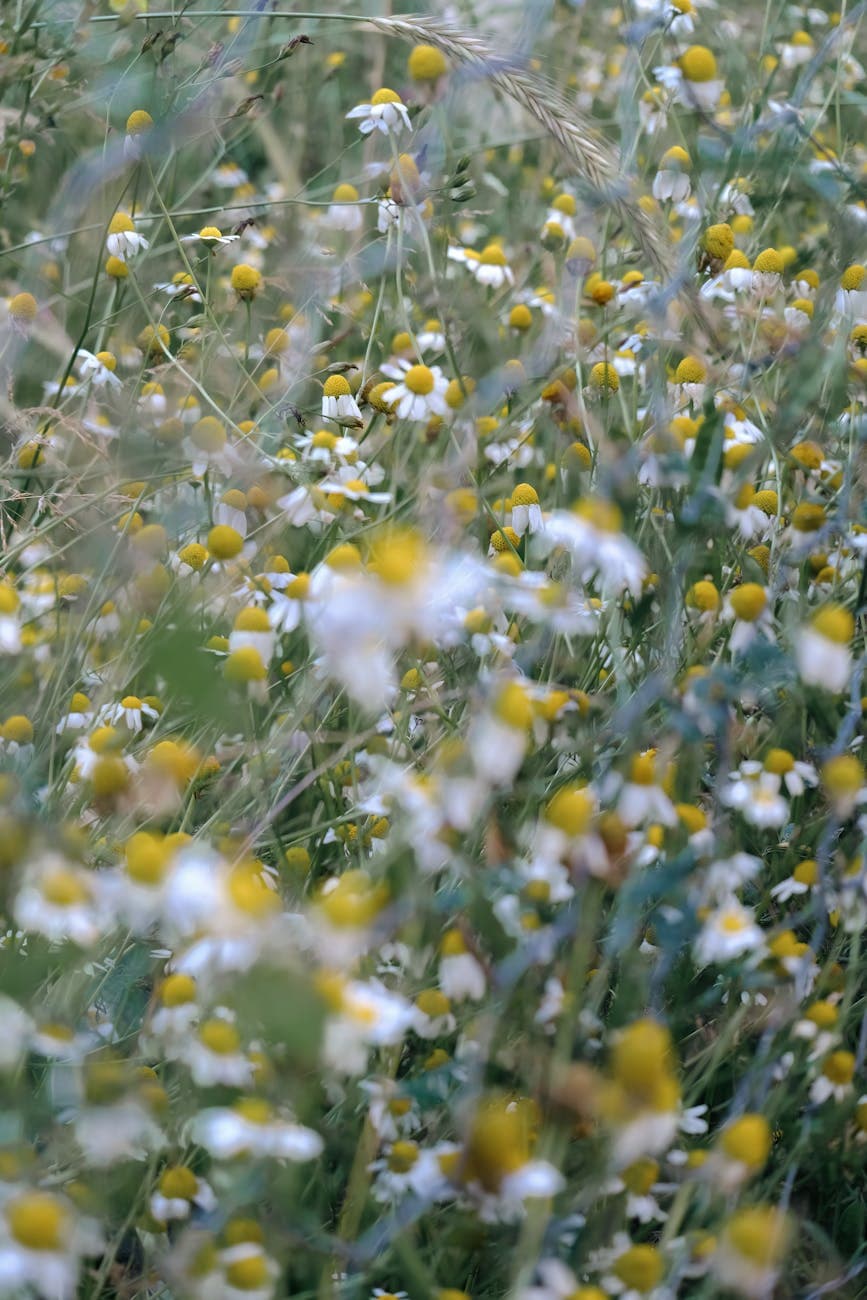 Close-up of chamomile flowers in bloom across a Kosovo field, used in Balkan herbal tea production