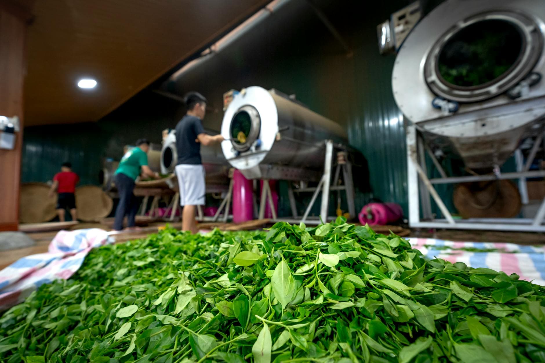 Green tea leaves being processed indoors with industrial machines at a tea processing facility
