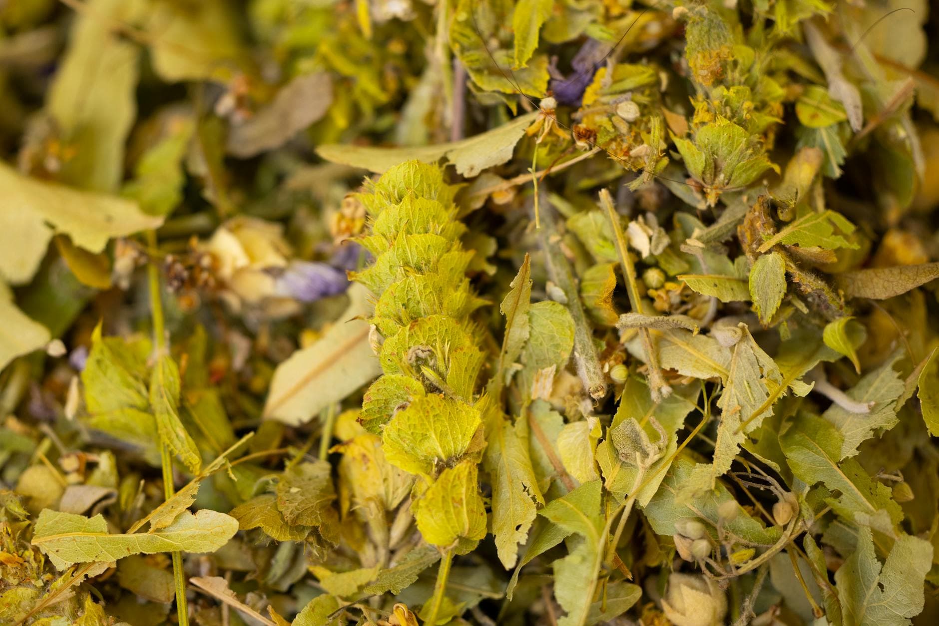 Close-up of dried Sideritis ironwort plant showing leaves, stems, and flowers used for Balkan mountain tea