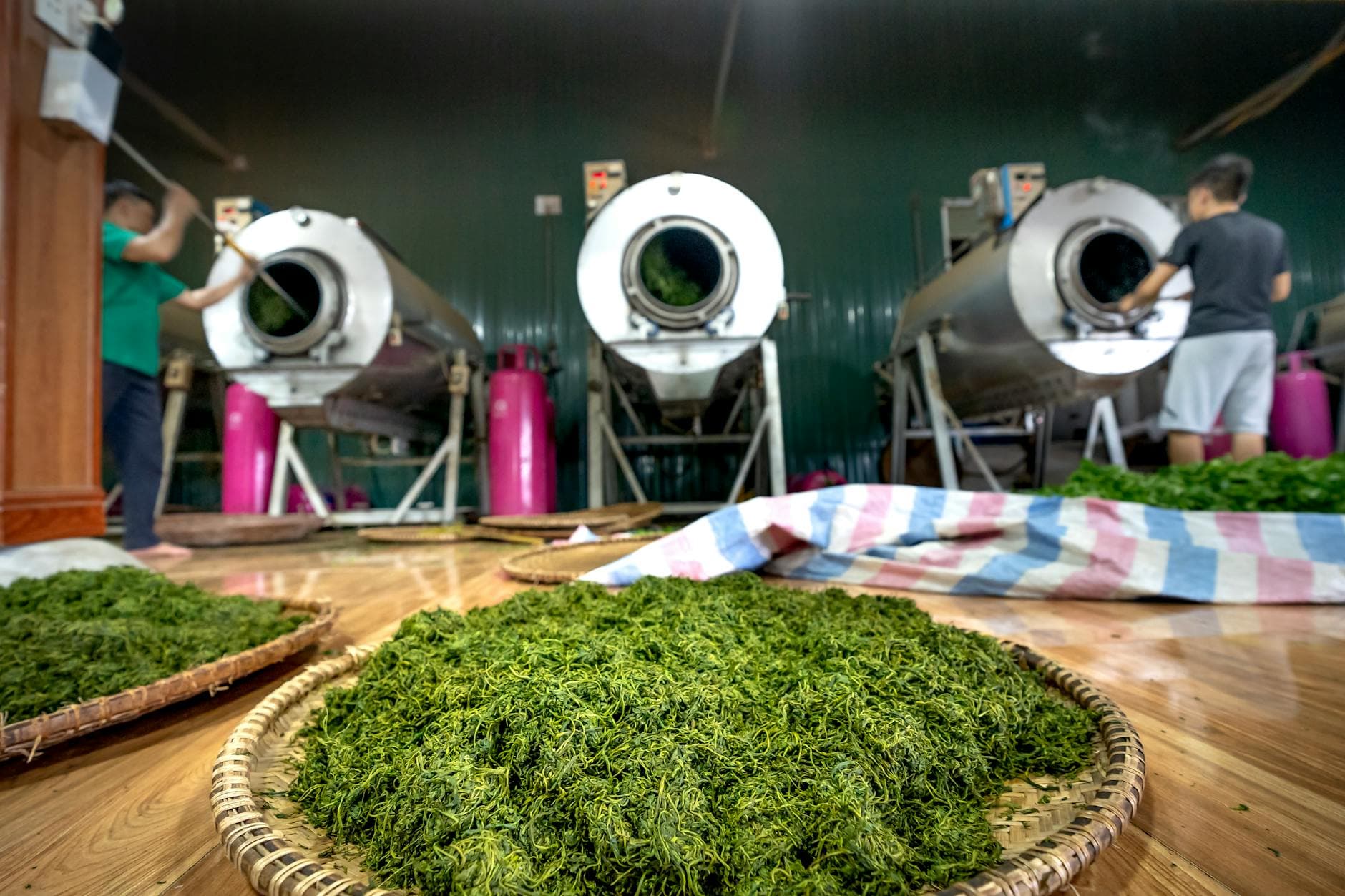 Green tea leaves drying in woven baskets at a tea processing facility