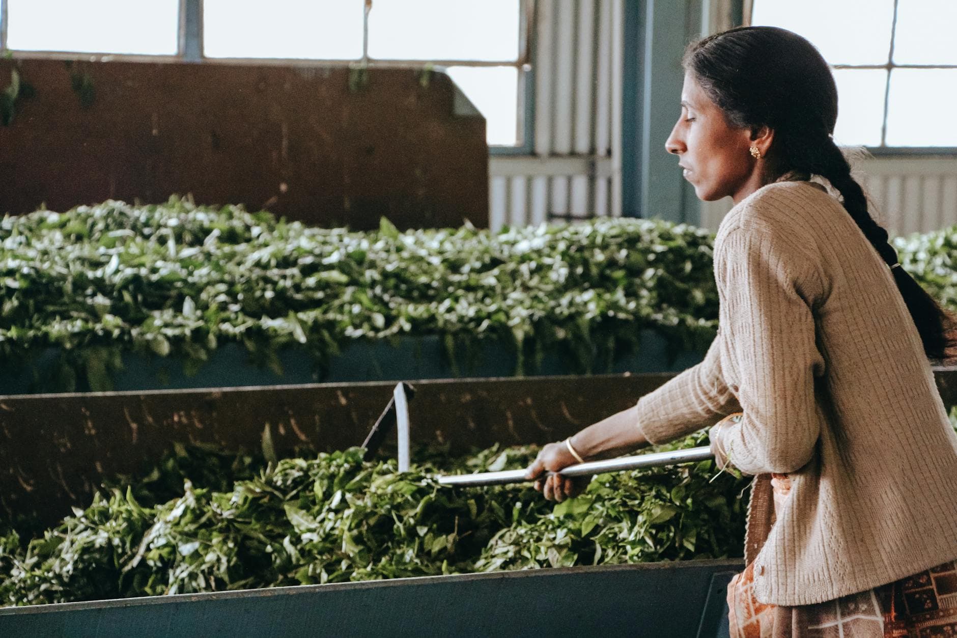Worker manually sorting fresh tea leaves inside a processing facility, showing agricultural precision before packaging